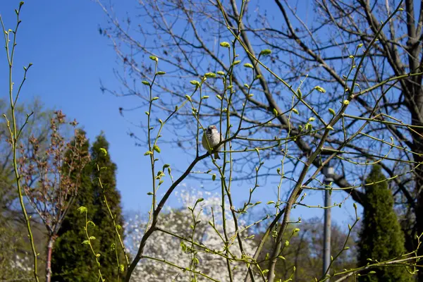 Gorrión en una rama — Foto de Stock