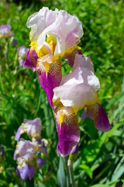 Iris çiçekler erken yaz aylarında 