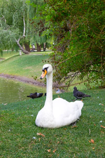 Cisne blanco grande — Foto de Stock