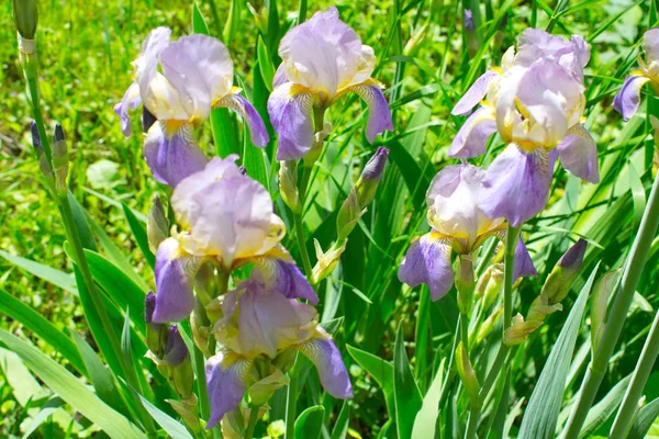 Iris blomma på försommaren — Stockfoto