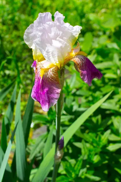 Iris blommor under försommaren — Stockfoto