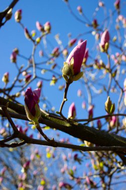 Manolya çiçek pembe