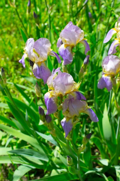 Iris blommor i trädgården — Stockfoto