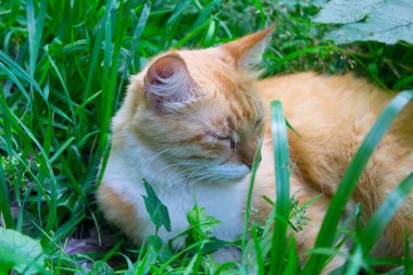 Kırmızı kedi dinlenme 