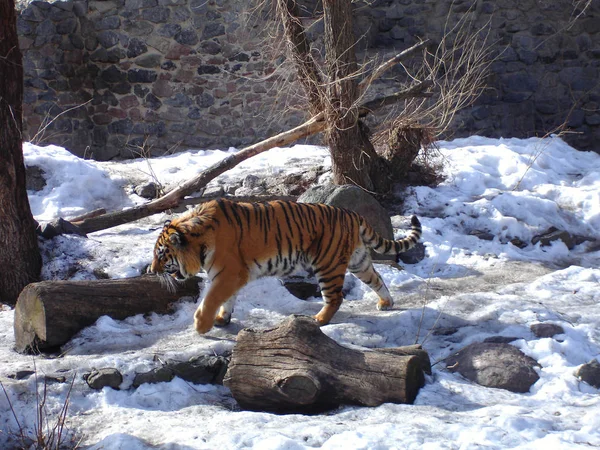 Сибірський тигр ходьба — стокове фото