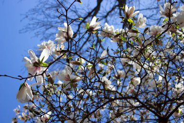 Manolya çiçek beyaz