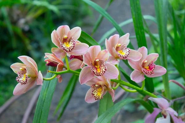 Orkidé blomma rosa — Stockfoto