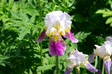 Iris çiçekler yazın 