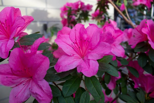 Azalea blomma rosa — Stockfoto