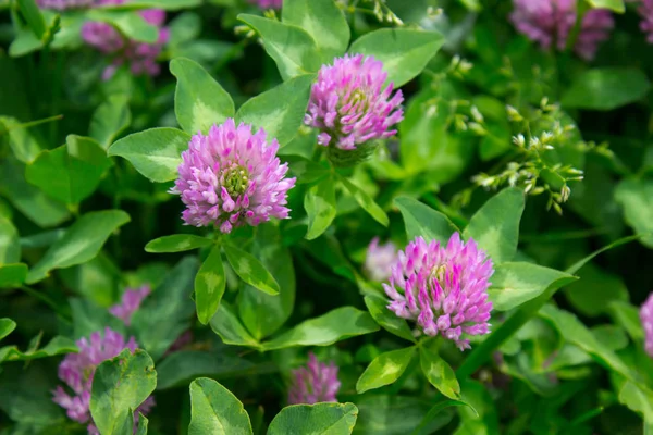 Roze klaver bloemen — Stockfoto