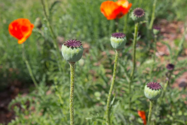 Klaproos groen vakken — Stockfoto