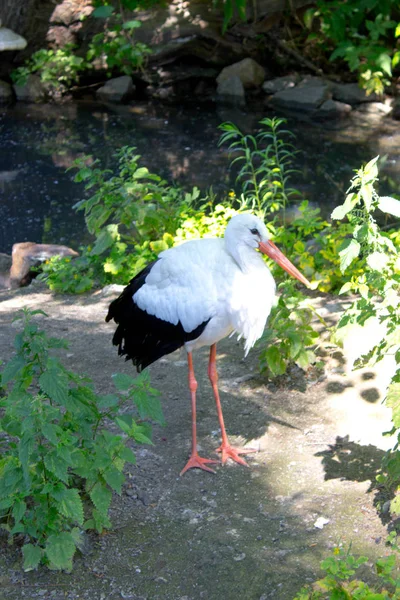 Wild ooievaar — Stockfoto