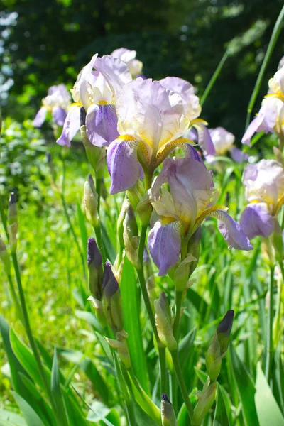 Iris blommor i sommar — Stockfoto