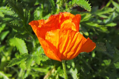 Haşhaş çiçek kırmızı