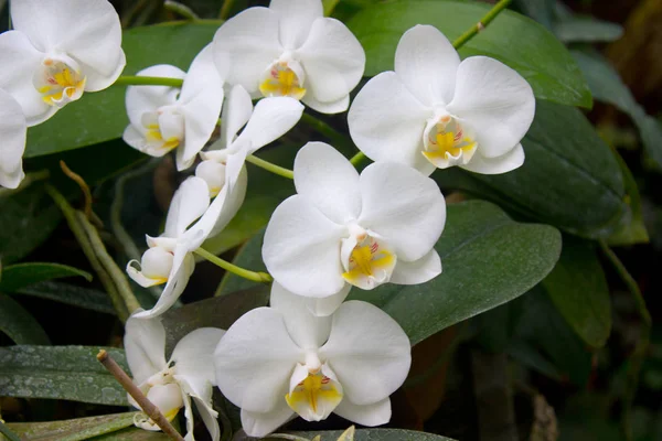 Flor de orquídea blanca — Foto de Stock