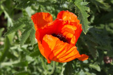 Kırmızı gelincik çiçeği 