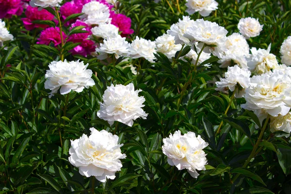 Pion blomma i trädgården — Stockfoto