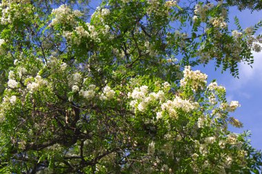 Beyaz akasya çiçekleri 