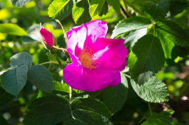 Gül pembe bir bahçe