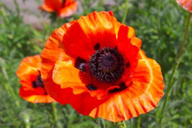 Yaz aylarında haşhaş çiçeği