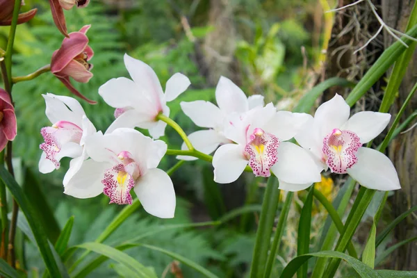 白色兰花花 — 图库照片