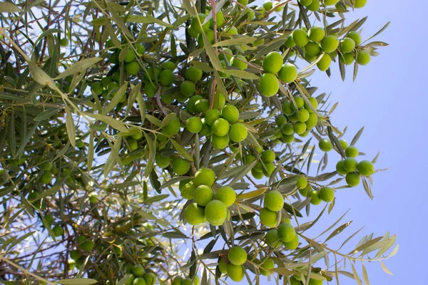 zeytin ağacı dalı