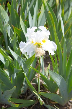 Beyaz Iris çiçekler