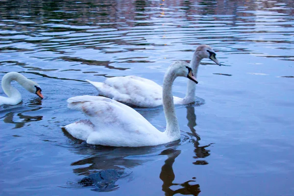 Big white swan — Stock Photo, Image