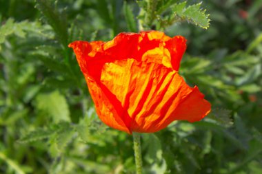 Kırmızı gelincik çiçeği 