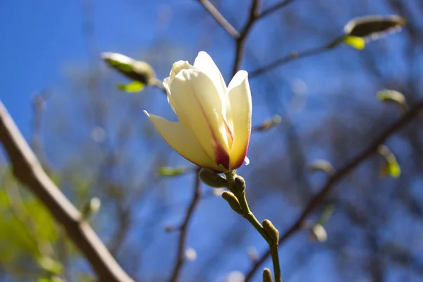 Magnolia λευκό λουλούδι — Φωτογραφία Αρχείου