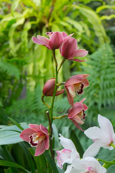 Orkidé blomma rosa — Stockfoto