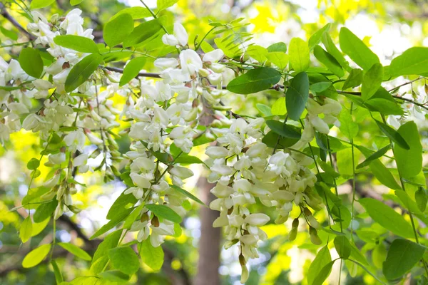 Akasya çiçekler, yakın çekim