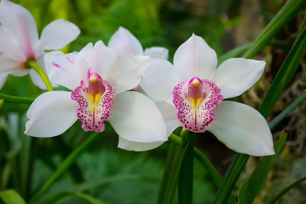 Orkidé blomma vit — Stockfoto