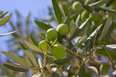 zeytin ağacı dalı