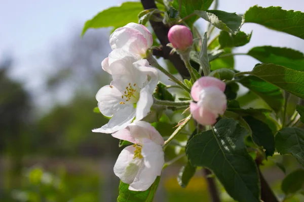 Apple květy na větev stromu jablko — Stock fotografie