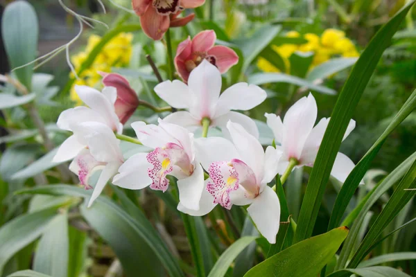 白色兰花花 — 图库照片