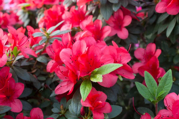 Azalea blomma röd — Stockfoto