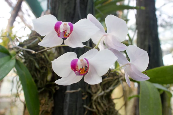 Orquídea flor blanca — Foto de Stock