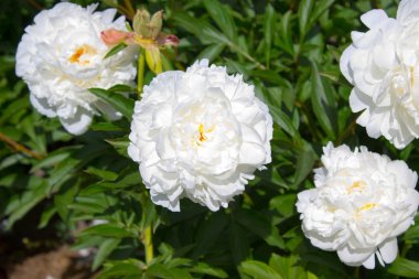 Beyaz şakayık çiçek