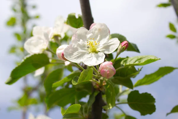 リンゴの木の枝にりんごの花 — ストック写真