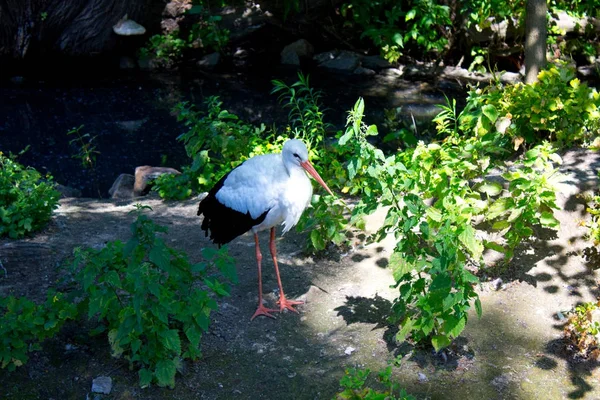 Cigogne blanche sauvage — Photo