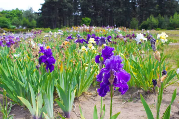 Iris blommor under försommaren — Stockfoto
