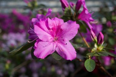 Açelya çiçek. Açelya çiçek bahar üzerinde parkta blooming