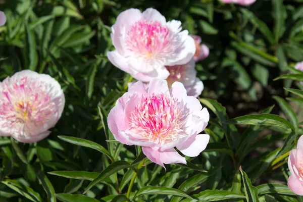 Fleur Pivoine Photo Fleur Pivoine Rose Dans Jardin — Photo