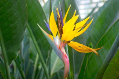 Afrika strelitzia 'sı, tropikal çiçek, bahçedeki cennet kuşu.