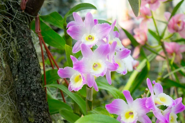 Orchidej Květiny Letní Zahradě — Stock fotografie