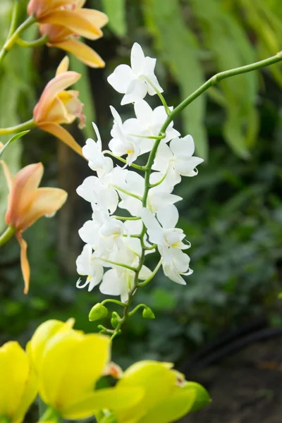 Flor Orquídea Branca Jardim Verão — Fotografia de Stock