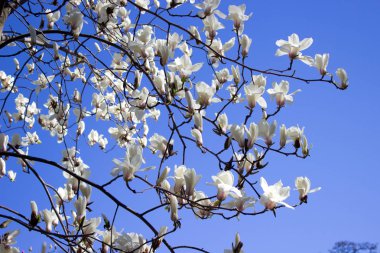Bahar güzel Manolya çiçek Park