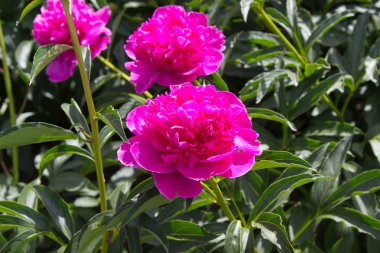 Şakayık Çiçeği. Bahçedeki pembe şakayık çiçeği fotoğrafı