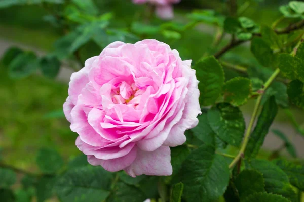 Ροζ Τριαντάφυλλο Φωτογραφία Από Ένα Ανθισμένο Ροζ Τριαντάφυλλο Στον Κήπο — Φωτογραφία Αρχείου